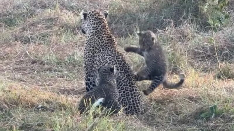 Leopard Cubs in Kenya Prove Parenting Woes Are Universal (Video)