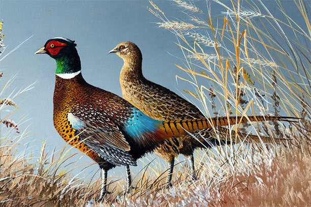 Leum wins Wisconsin DNR’s ’25 pheasant turkey stamp design contests – Outdoor News