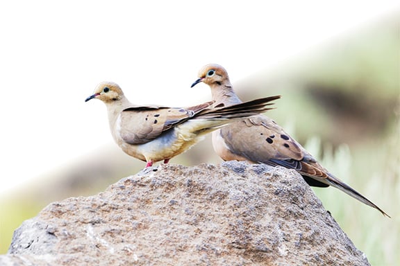 Looking for a fun, laid-back style of hunting? It’s hard to beat doves – Outdoor News