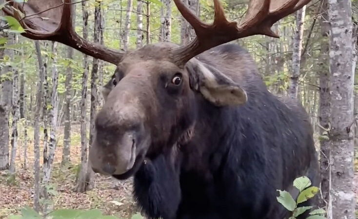 Man’s Intense Showdown With Moose Goes Viral (See Why)