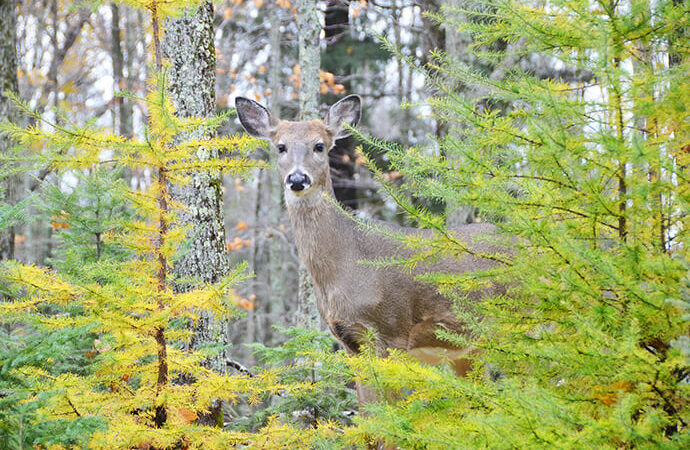 Michigan DNR director approves reduced fee of $5 for new late antlerless season license – Outdoor News