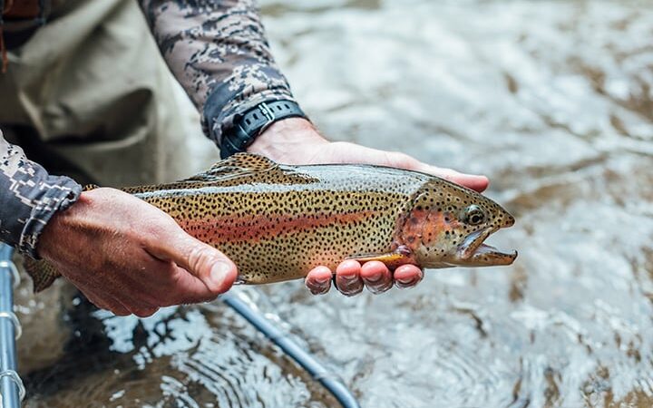 Michigan Natural Resources Commission tweaks inland trout, salmon angling regs – Outdoor News