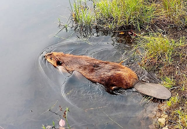 Michigan’s beavers expand as trapping participation declines – Outdoor News