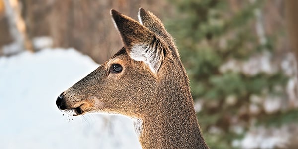 Minnesota deer hunters can share wildlife observations to help better understand multiple species – Outdoor News