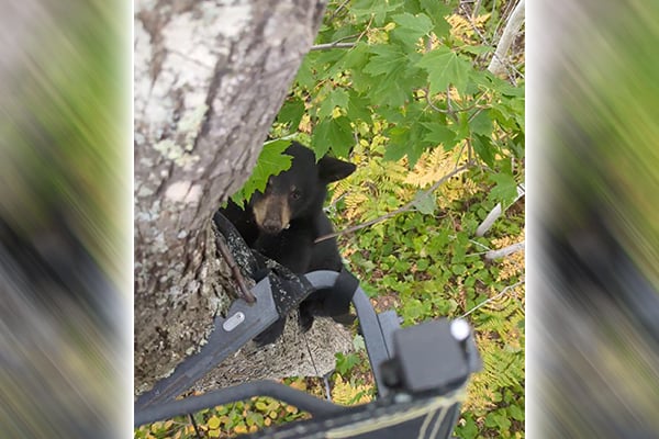 Minnesota hunter finds herself in between a sow and its cub… 20 feet up a tree – Outdoor News