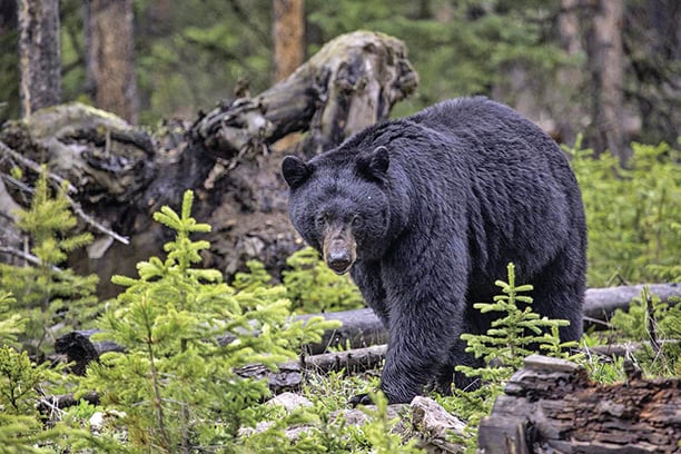 Minnesota’s bear harvest near 3,200 at the midway point – Outdoor News