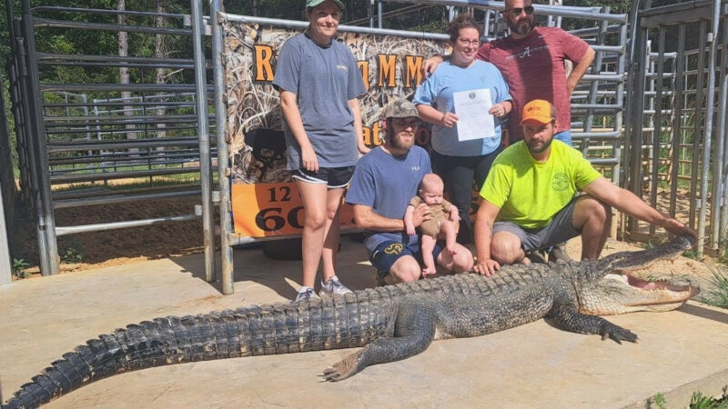 Mississippi Alligator Breaks 2 State Records; Could Be New World Record