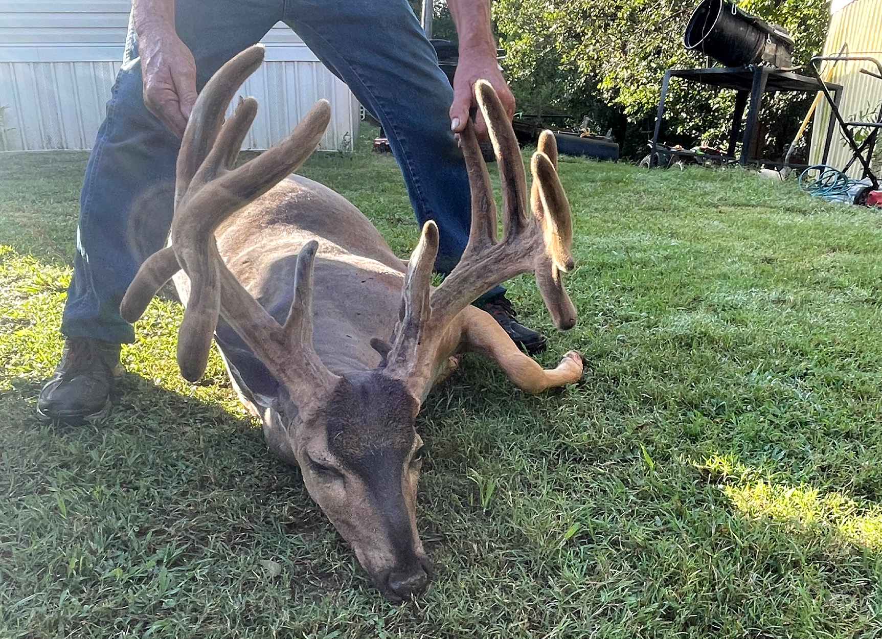 Hunter recovers a buck in a backyard.