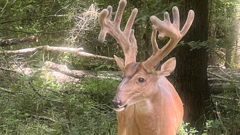 Mississippi Hunter Arrows 200-Plus-Inch Velvet Buck on Her 2-Acre Property