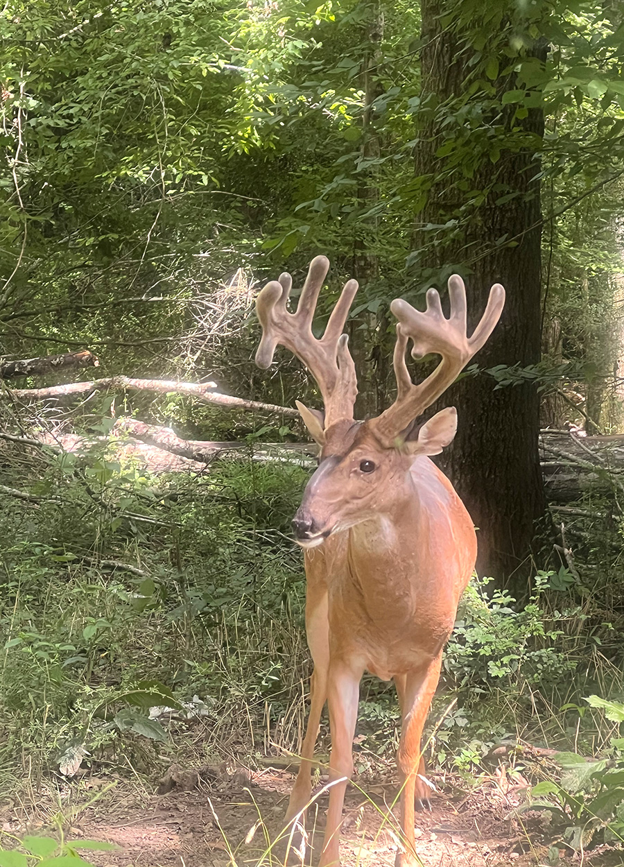 A velvet buck stands in a yard in Mississippi.