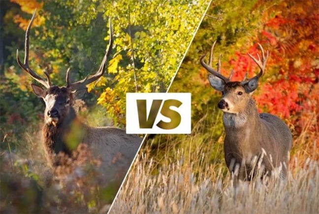 MN Daily Update: Know your target this big-game hunting season – Outdoor News