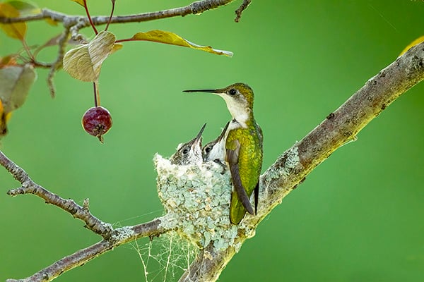 Nature Smart: Backyard hummingbirds – Outdoor News