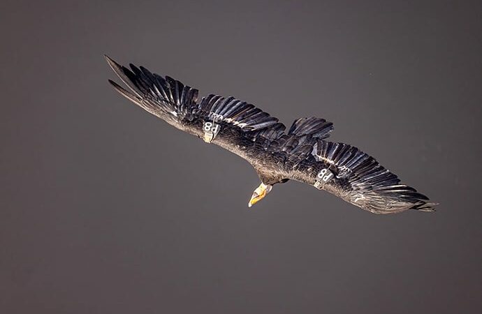 Nature Smart: Photographing condors – Outdoor News