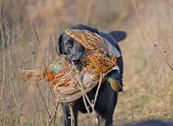 New York DEC boosts stocking of pheasants, adds locations – Outdoor News