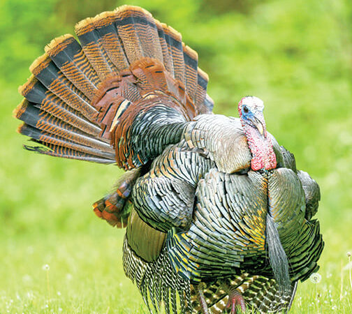 Ohio’s spring turkey season dates proposed to wildlife council – Outdoor News