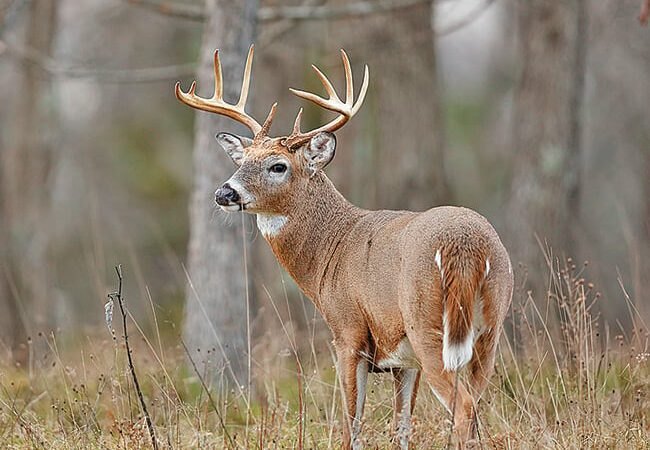 Outdoor Observations: Change in Michigan buck harvest proof that you can teach an old dog new tricks – Outdoor News