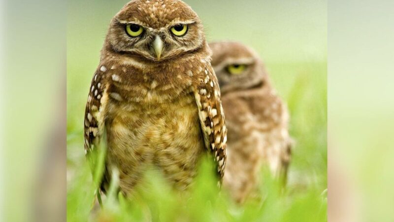 Photos of Grumpy Owls Will Make You Smile