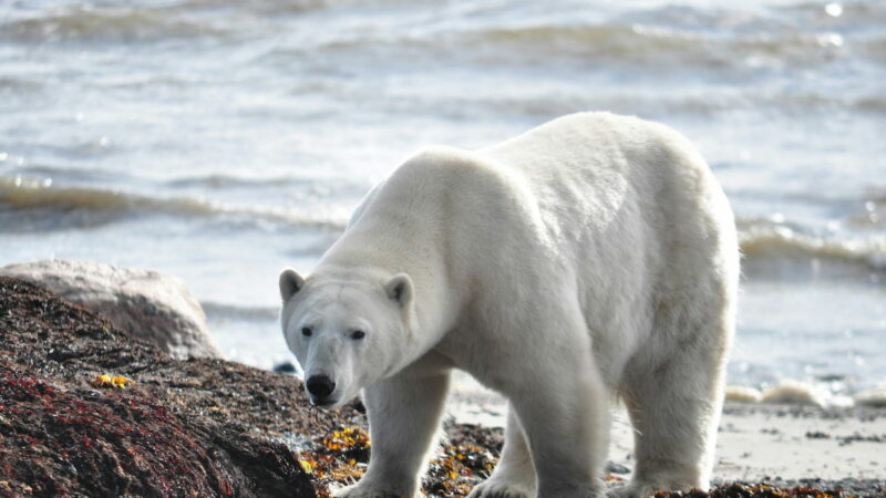 Police Shot a Polar Bear That Showed up in an Unexpected Place