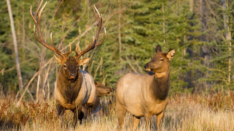 Public meeting start of “digging in” to learn more about Minnesota’s elk – Outdoor News