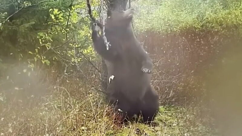 Pump up the Jam: Brown Bear Gets Down for a Trail Cam