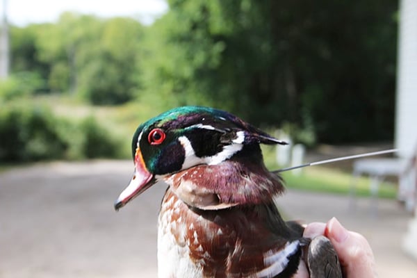 Researchers follow wood ducks on Illinois River to better understand fall patterns – Outdoor News