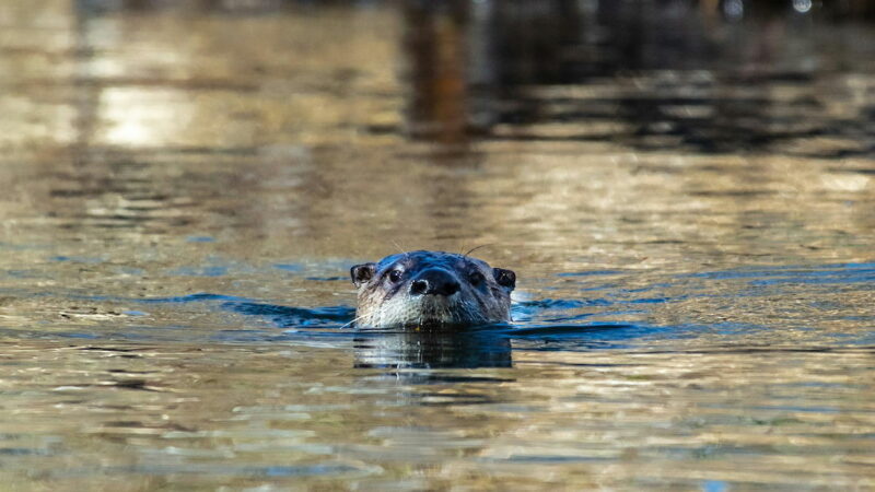 River Otter Drags Young Child Underwater in Washington State