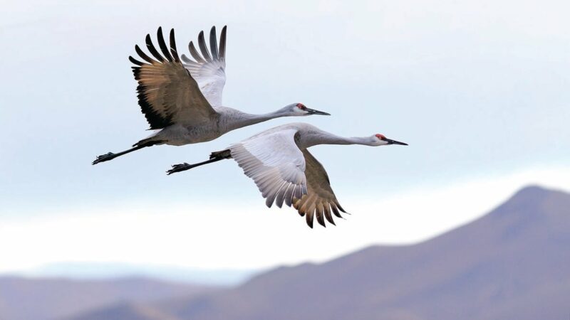 Sandhill crane group in Wisconsin seeks crop damage solutions – Outdoor News