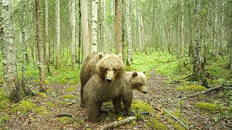 See a Brown Bear and Her Cub Interact on a Trail Cam in Alaska