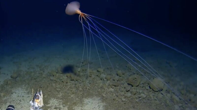 See Rare Deep-Sea Footage of a Bizarre Bigfin Squid