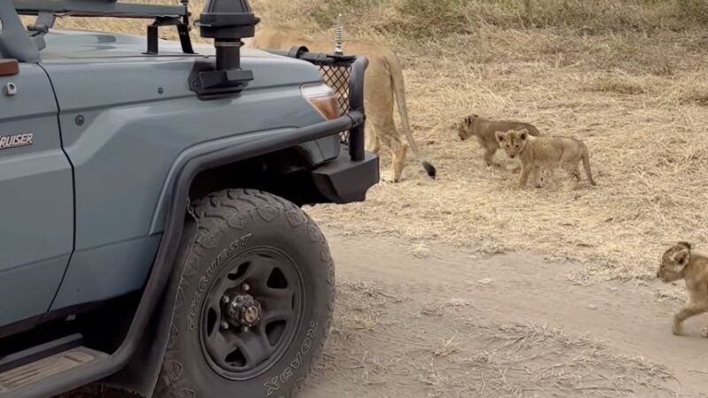 Sound On: NINE Adorable Lion Cubs Cross Paths With Safari Group