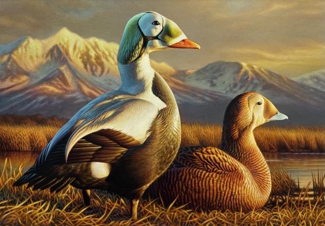 South Dakota artist Adam Grimm wins 2024 Federal Duck Stamp Art Contest – Outdoor News