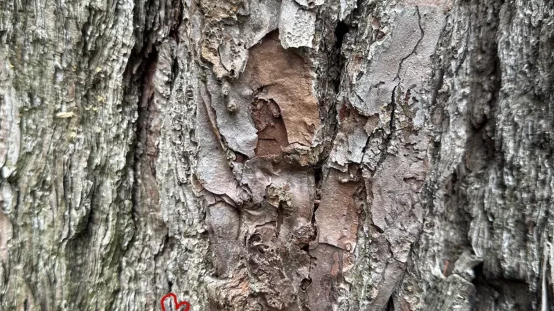 ‘Spotted This Frog While Hiking’ . . . What Frog? Can You Find It?