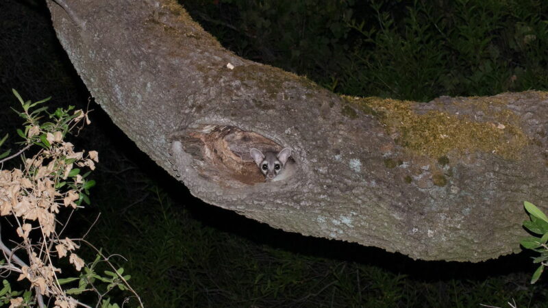 Texas Rangers Spot Rare Nocturnal Animal and Get Super Excited