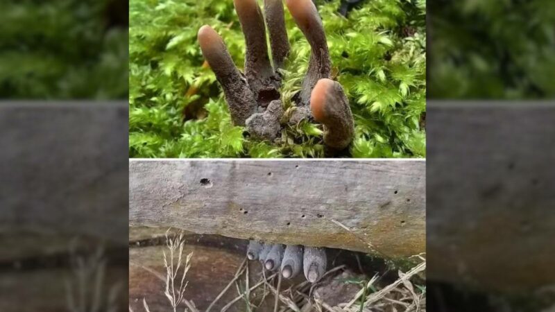 The Internet Is Freaked out About These Horrifying Mushrooms