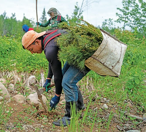 The Nature Conservancy plants 2.3 million trees in Minnesota in 2024 – Outdoor News