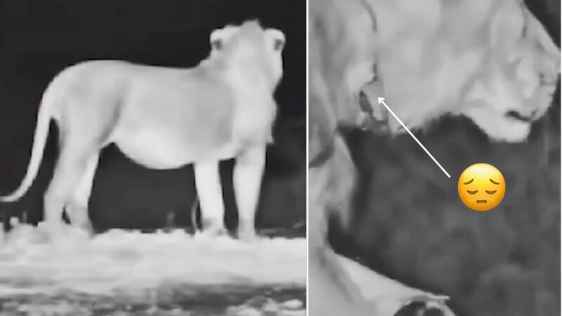 Thermal Camera Reveals Lion With Wire Snare Around Its Neck