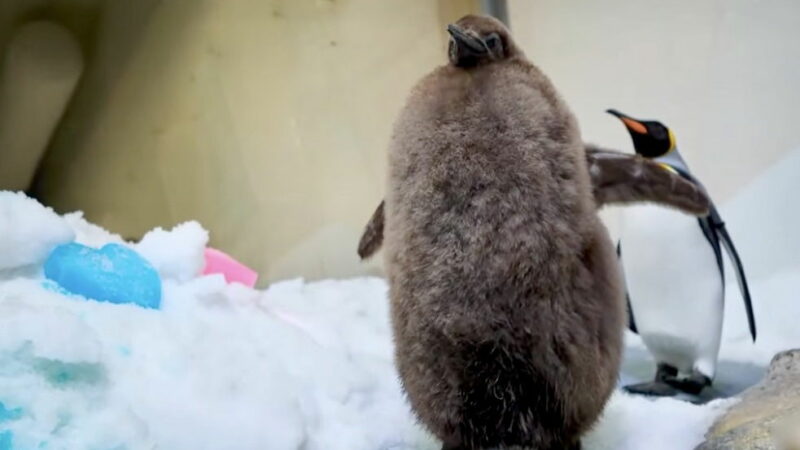 This Chonky Penguin Chick Has Gone Viral for Being Humongous