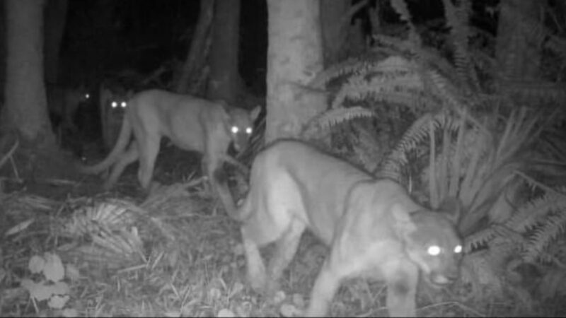 Trail Cam Captures Rare Footage of a Florida Panther Family