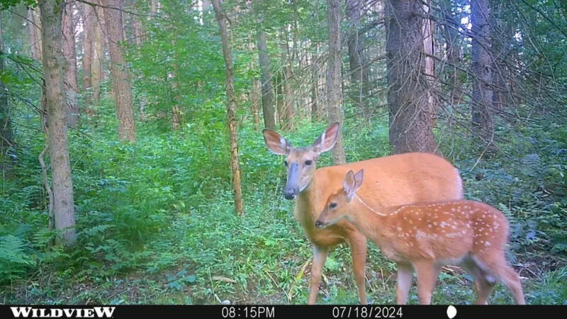 Trail Cam Captures Tender Moment in the Woods of New York State