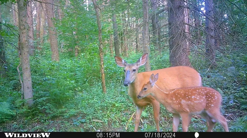 doe and fawn