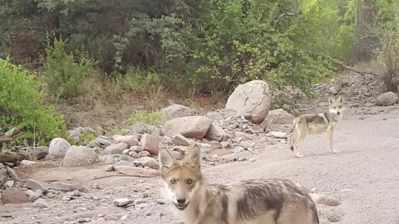 Trail Cams Show a Year in the Life of Endangered Mexican Wolves