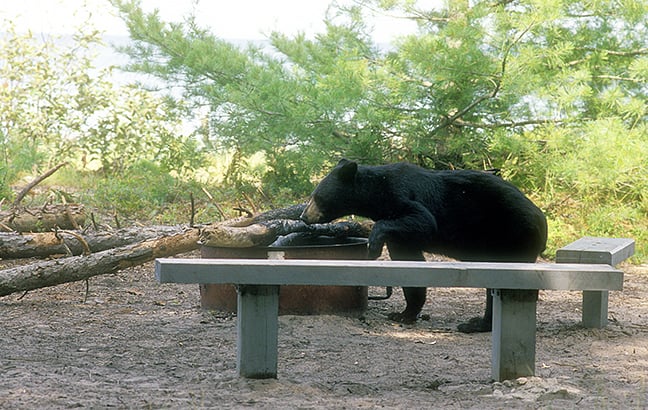 Two black bears relocated from Upper Peninsula’s Grand Island – Outdoor News