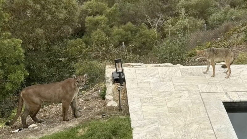 Two Predators in One Frame: Mountain Lion vs. Coyote