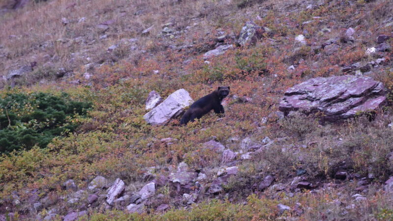 Ultra-Rare Animal Walks up to Montana Backpackers—What Is It?