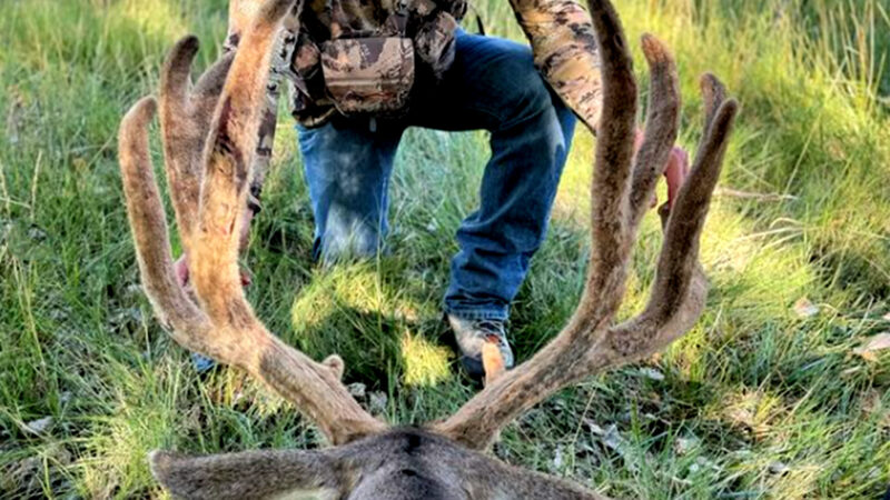 Velvet Mule Deer Buck from Colorado Could Be a New Archery World Record, but Questions Around the Hunt Remain