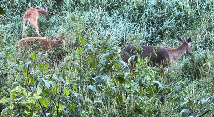 Video: Key ingredients to upping your odds at success on early-season morning hunts – Outdoor News