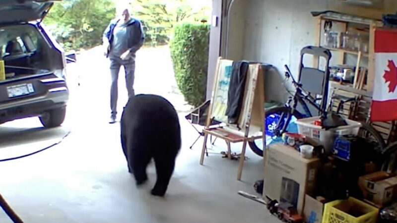 Viral Video: Man Handles Black Bear Encounter Extremely Well