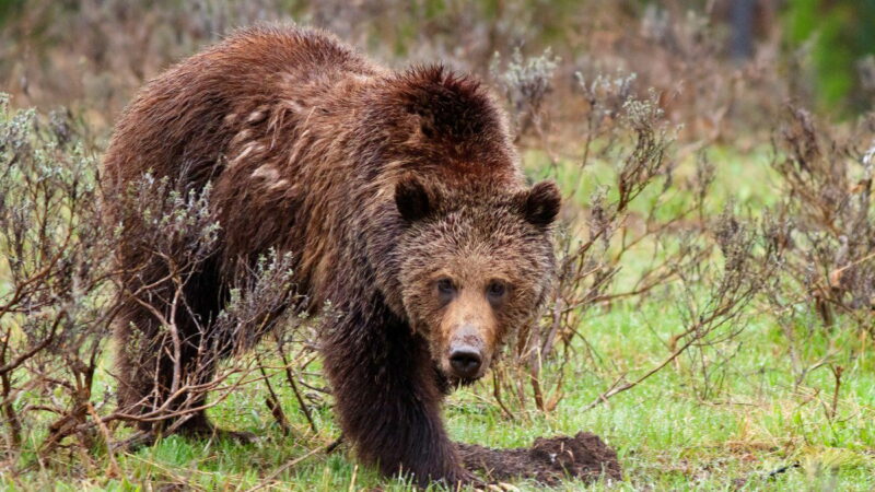 Viral Video: Terrified Hiker Comes Across Grizzly Bear in Glacier