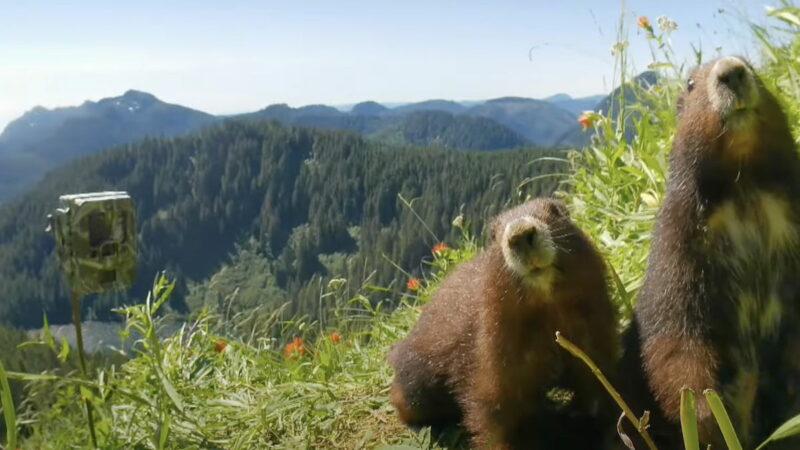 WATCH: Adorable Animal Terrorizes GoPro Camera