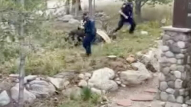 WATCH: Backyard Swing vs. Moose vs. Police Officers